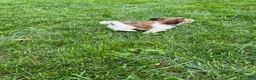 Havapoo dogs for sale: Racer - Ad 5