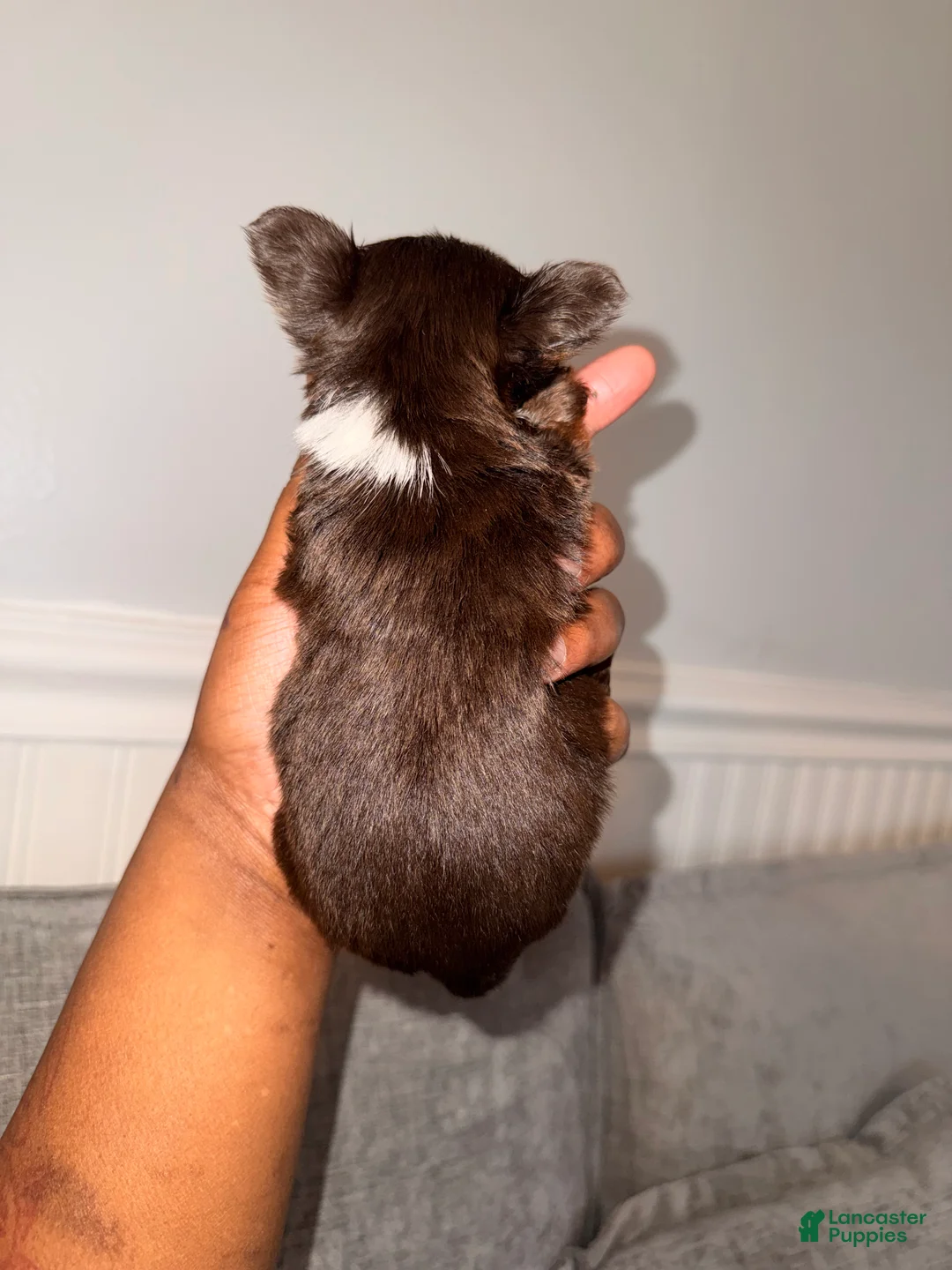 Yorkshire Terrier dogs for sale: Princess - Ad 2