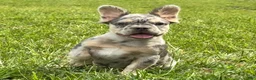 French Bulldog dogs for sale: Grace - Ad 1