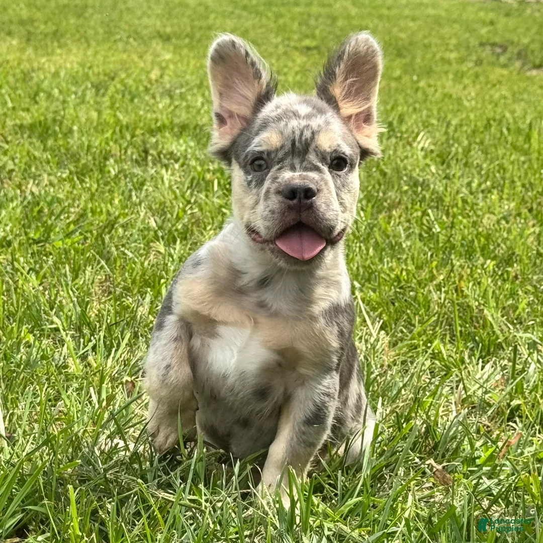 French Bulldog dogs for sale: Grace - Ad 1