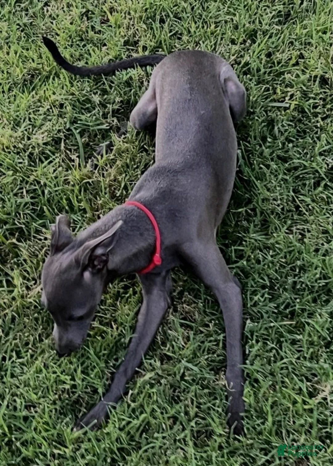 Italian Greyhound dogs for sale: Angelo - Ad 5