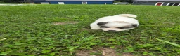 Great Pyrenees dogs for sale: Patrick - Ad 4