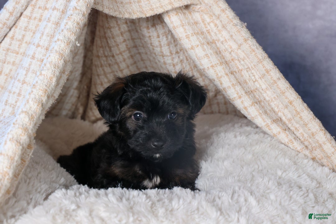Mini Aussiedoodle dogs for sale: Snickers - Ad 14