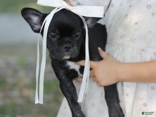 French Bulldog dogs - Ad 31