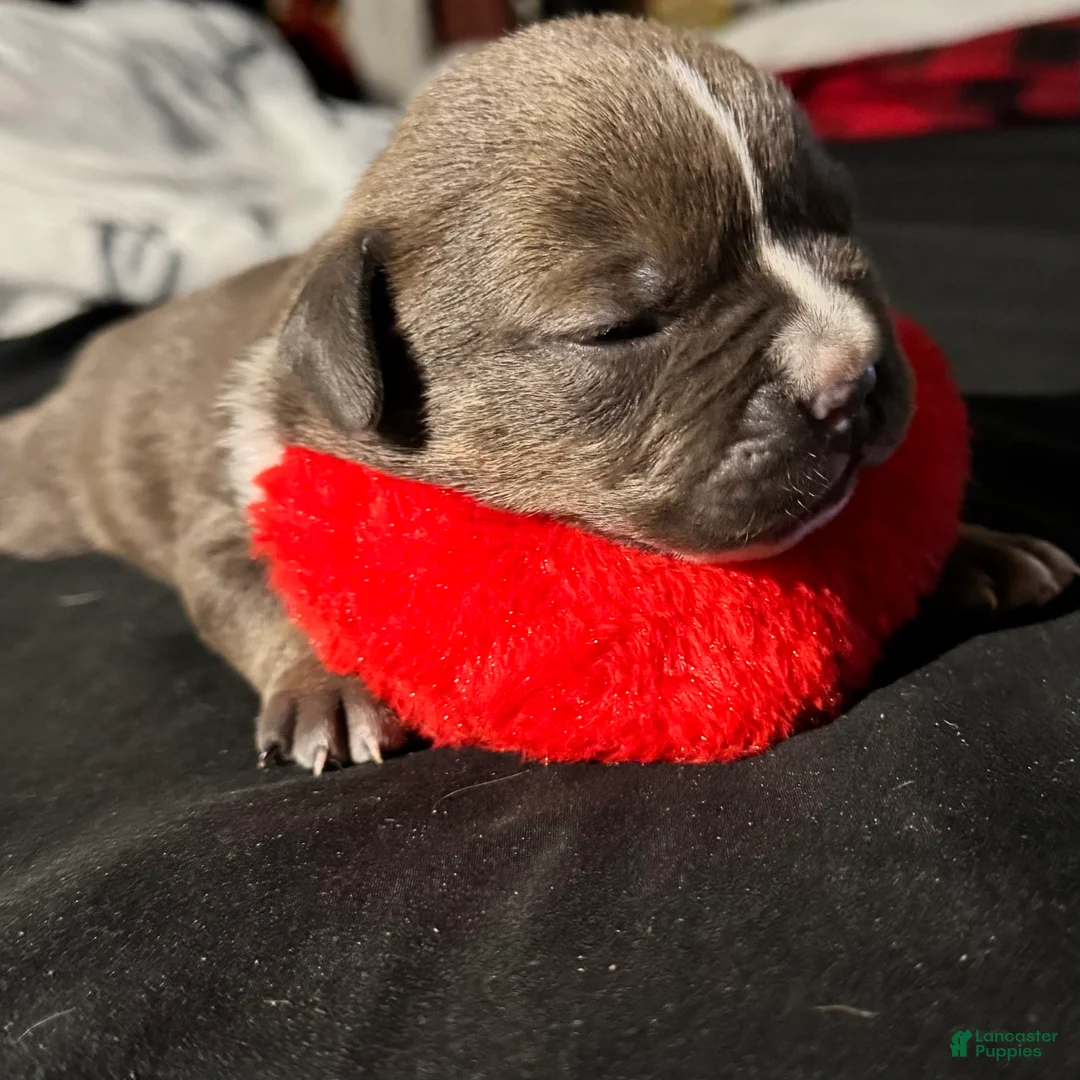 American Bully dogs for sale: American Bully Puppy 4 - Ad 3