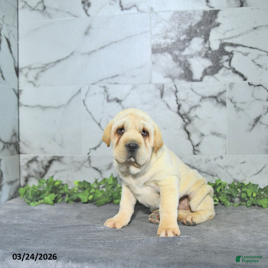 Mini Hippo dogs Cody - Ad 2