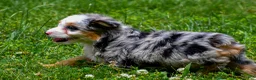 Mini Aussiedoodle dogs for sale: Gunner - Ad 3
