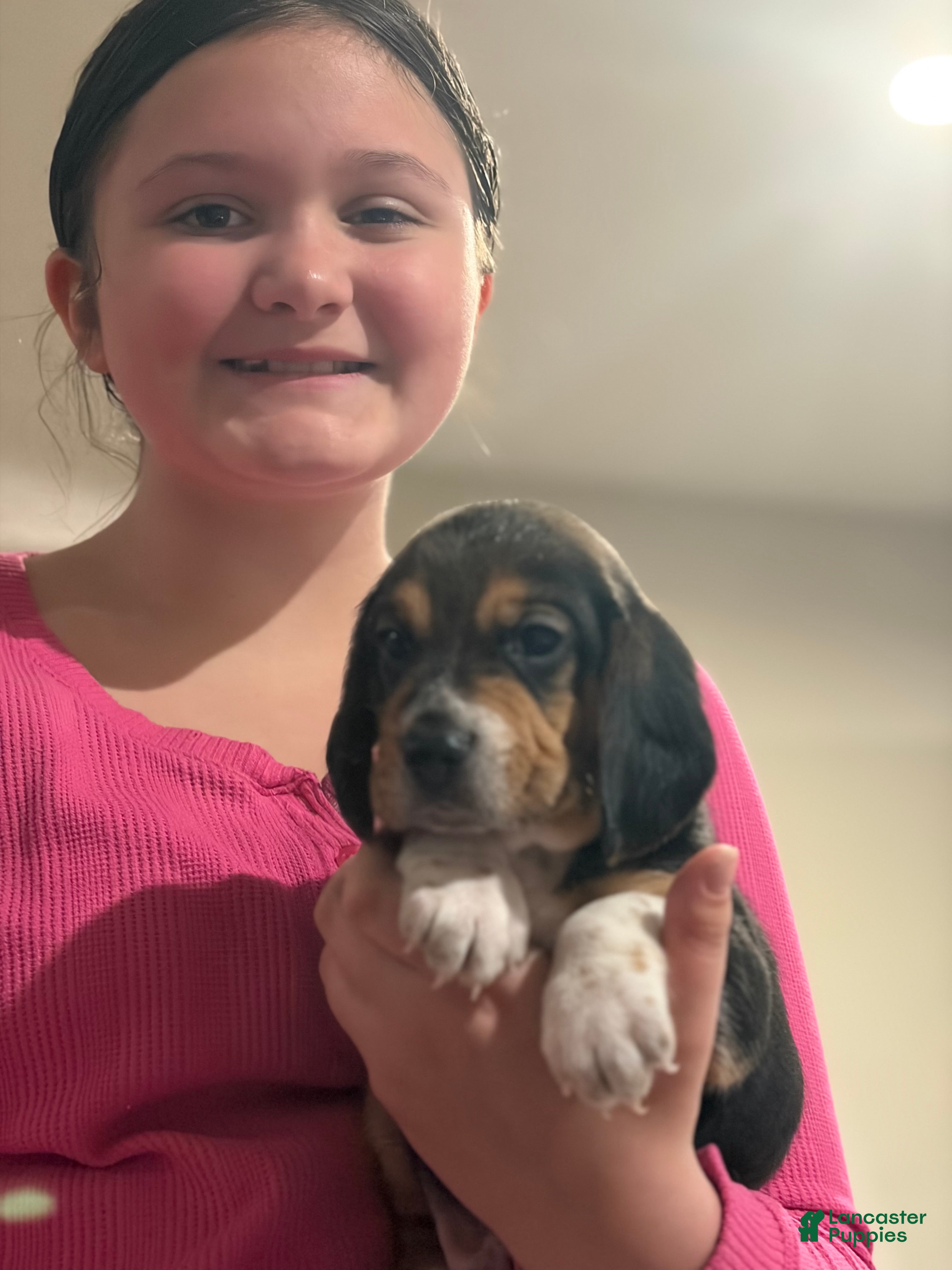 Beagle dogs Beagle Puppy 3 - Ad 15