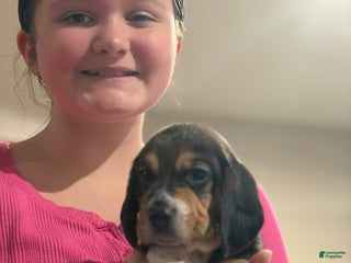 Beagle dogs Beagle Puppy 3 - Ad 11