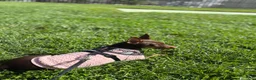 Miniature Pinscher dogs for sale: Queen  - Ad 4