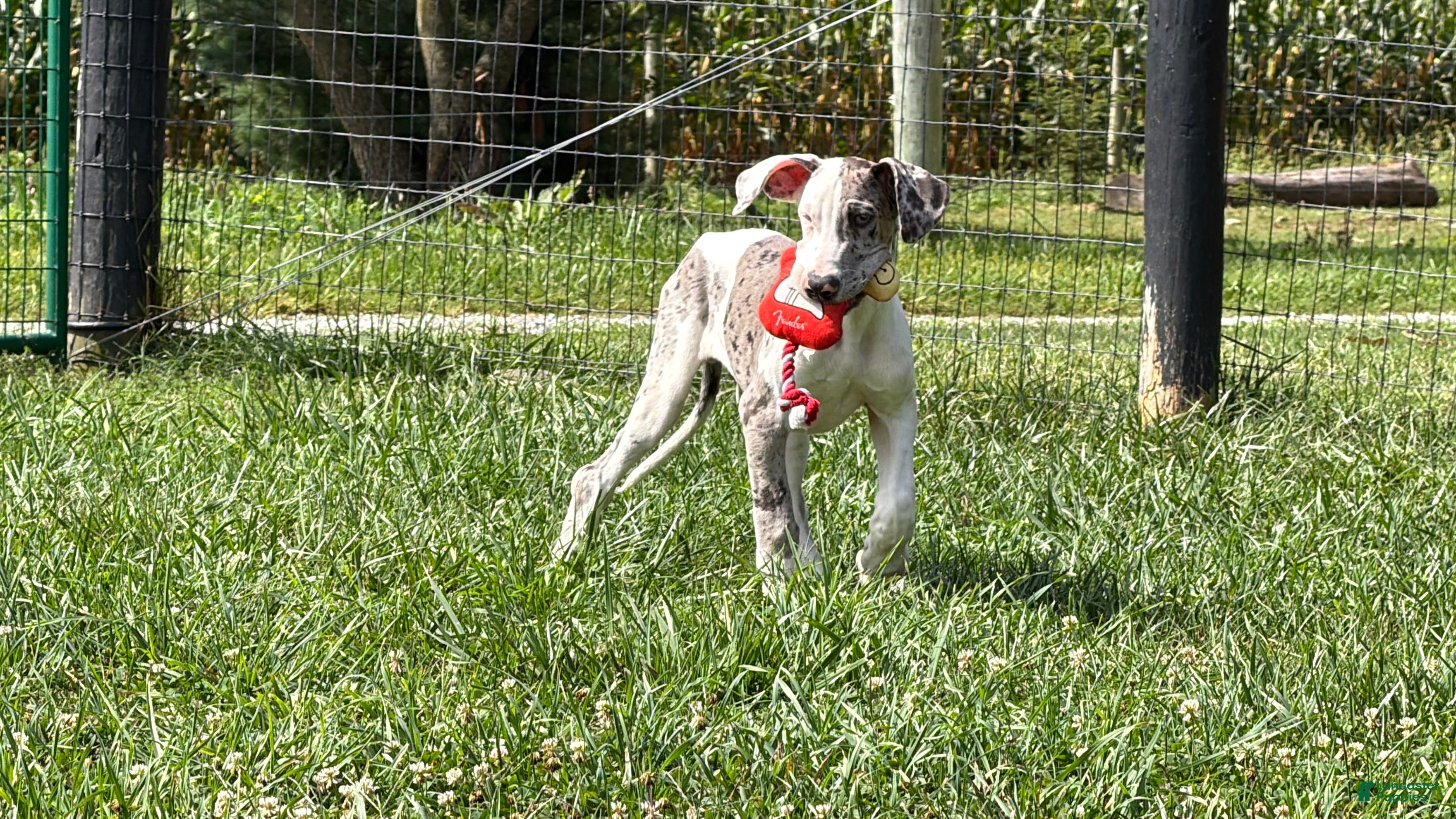Great Dane dogs Patches Great Dane  - Ad 2