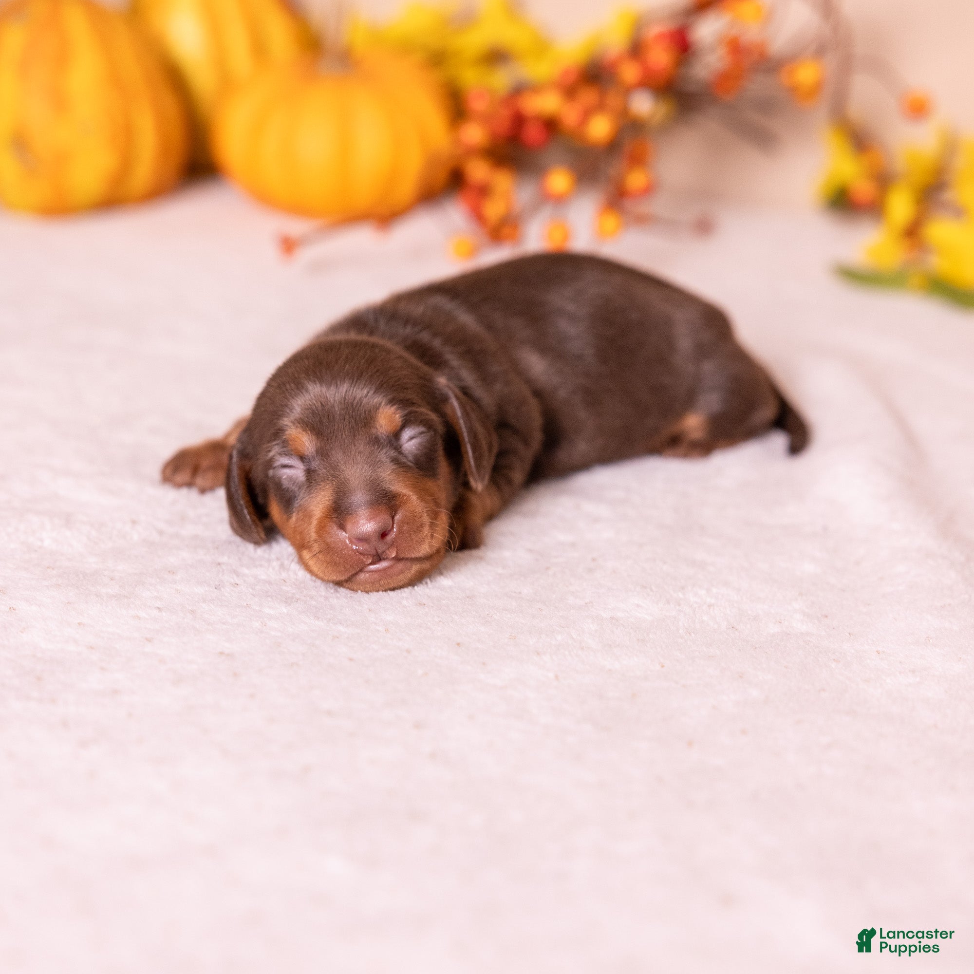 Miniature Dachshund dogs for sale: Flint - Ad 1