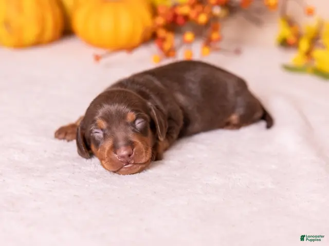 Miniature Dachshund dogs for sale: Flint - Ad 1