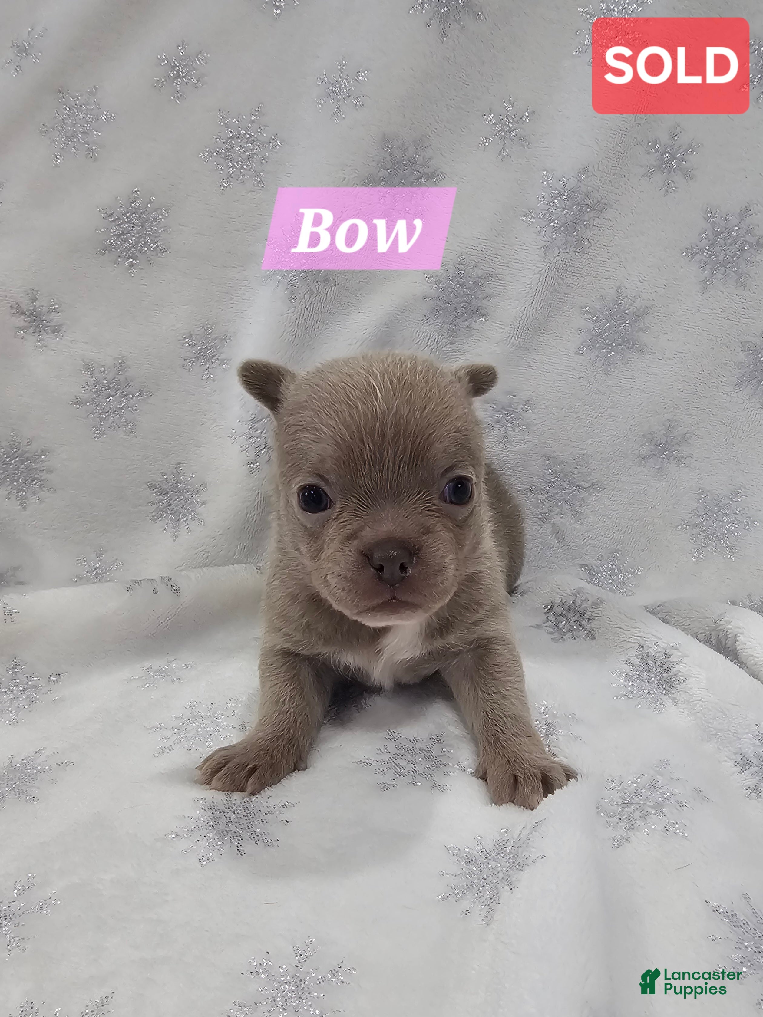 Mixed Breed dogs Bow - Ad 32