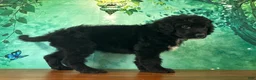 Bernedoodle dogs for sale: Clyde - Ad 2