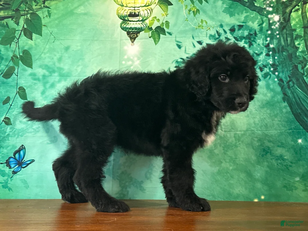 Bernedoodle dogs for sale: Clyde - Ad 2