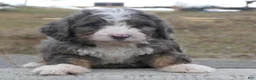 Mini Bernedoodle dogs for sale: Mini Bernedoodle Dusty - Ad 14
