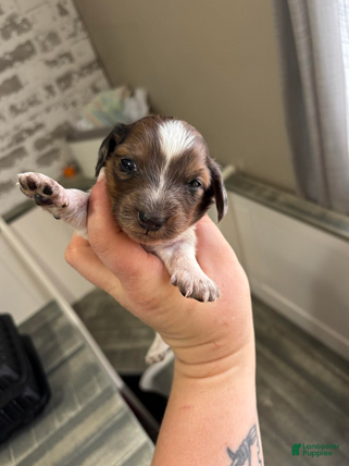 Dachshund dogs Shaded red dapple - Ad 31