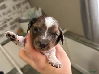 Dachshund dogs Shaded red dapple - Ad 31