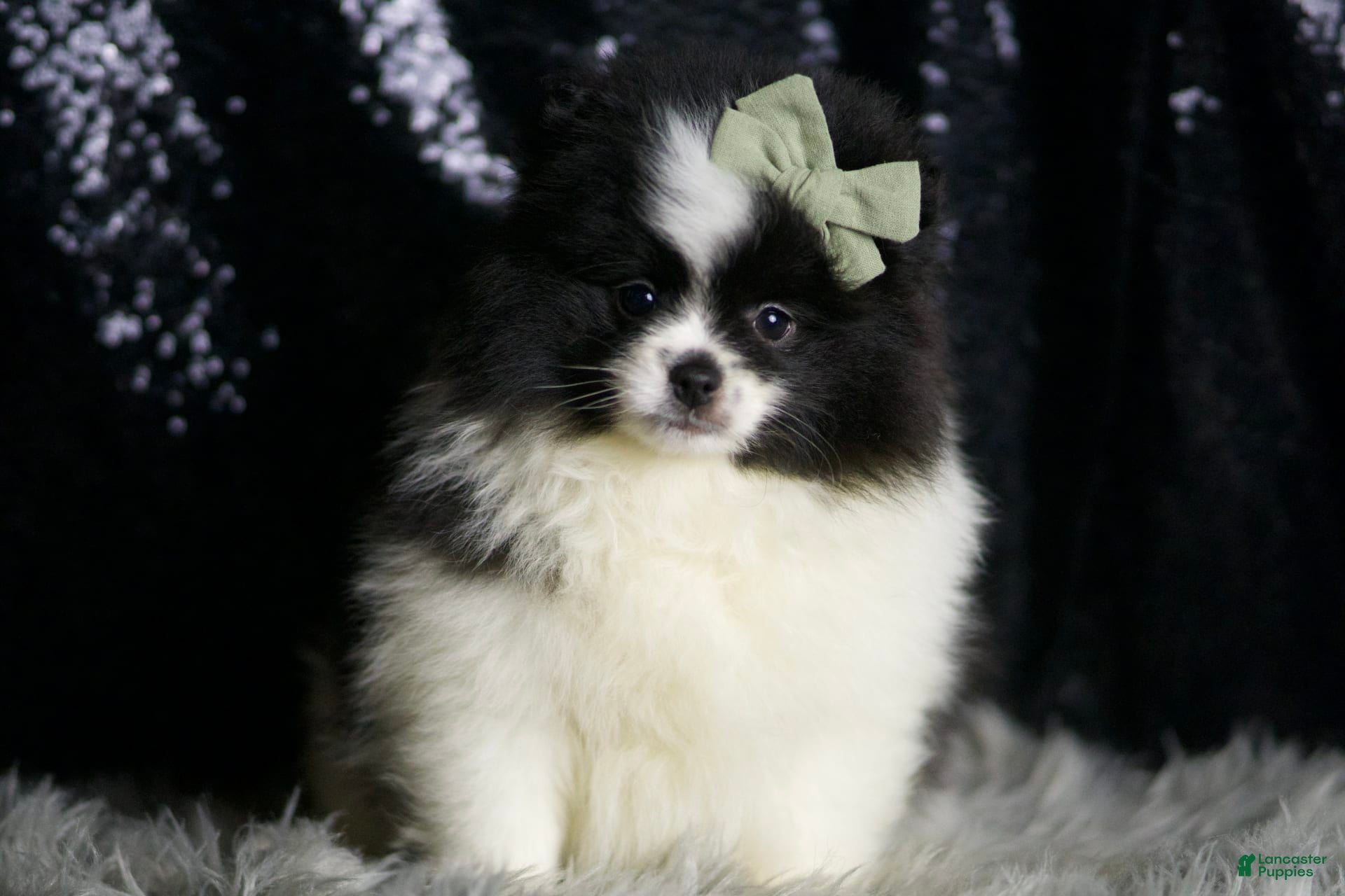 Pomeranian dogs Panda - Ad 2