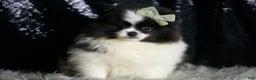 Pomeranian dogs for sale: Panda - Ad 2