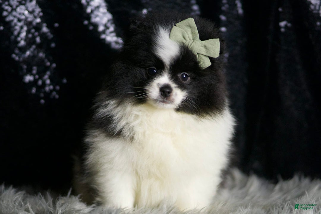 Pomeranian dogs for sale: Panda - Ad 2