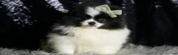 Pomeranian dogs for sale: Panda - Ad 2