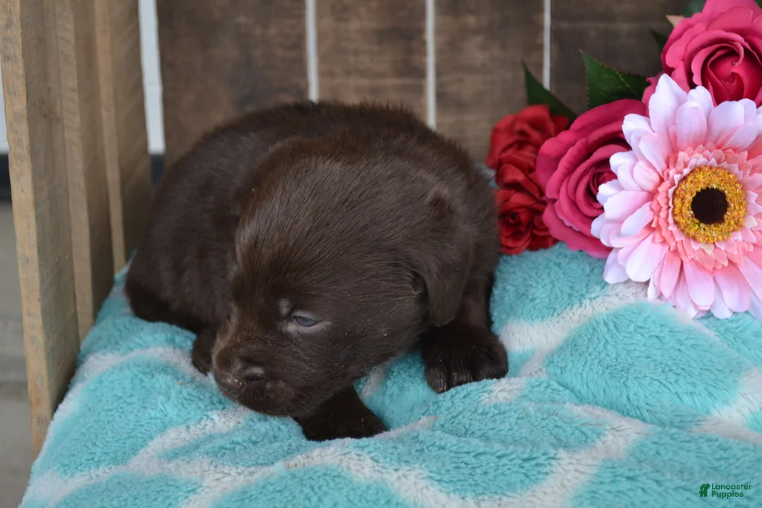 Labrador Retriever dogs for sale: Layna - Ad 1