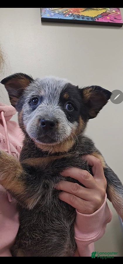 Australian Cattle Dog dogs Bailey - Ad 1