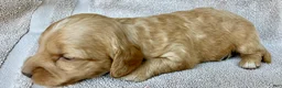 Miniature Dachshund dogs for sale: OTTO BE YOUR TOUCHDOWN TATER TOT - Ad 7