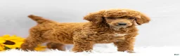 Standard Poodle dogs for sale: Monty - Ad 2