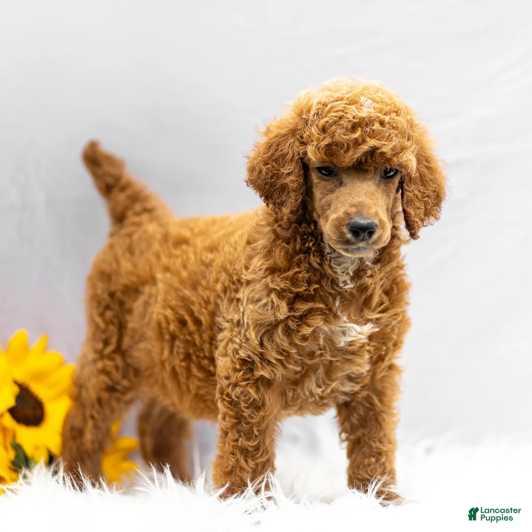 Standard Poodle dogs for sale: Monty - Ad 2