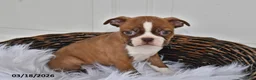 Boston Terrier dogs for sale: Jewel - Ad 4