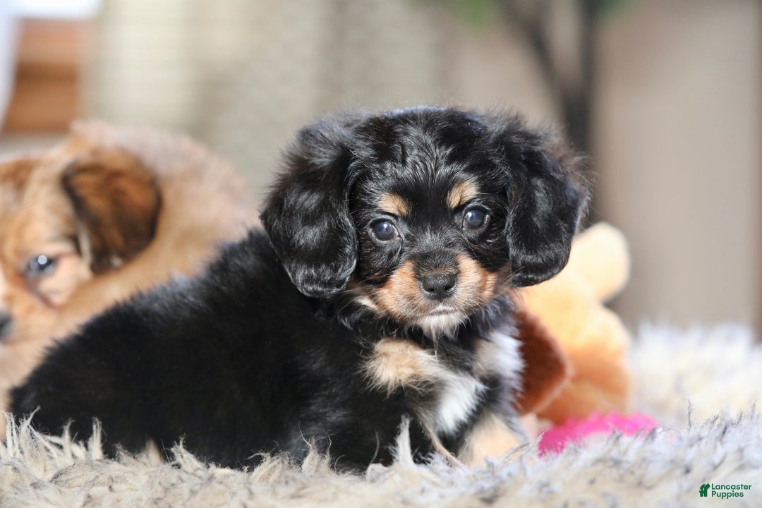 Mixed Breed dogs for sale: Cavalon Midnight - Ad 19