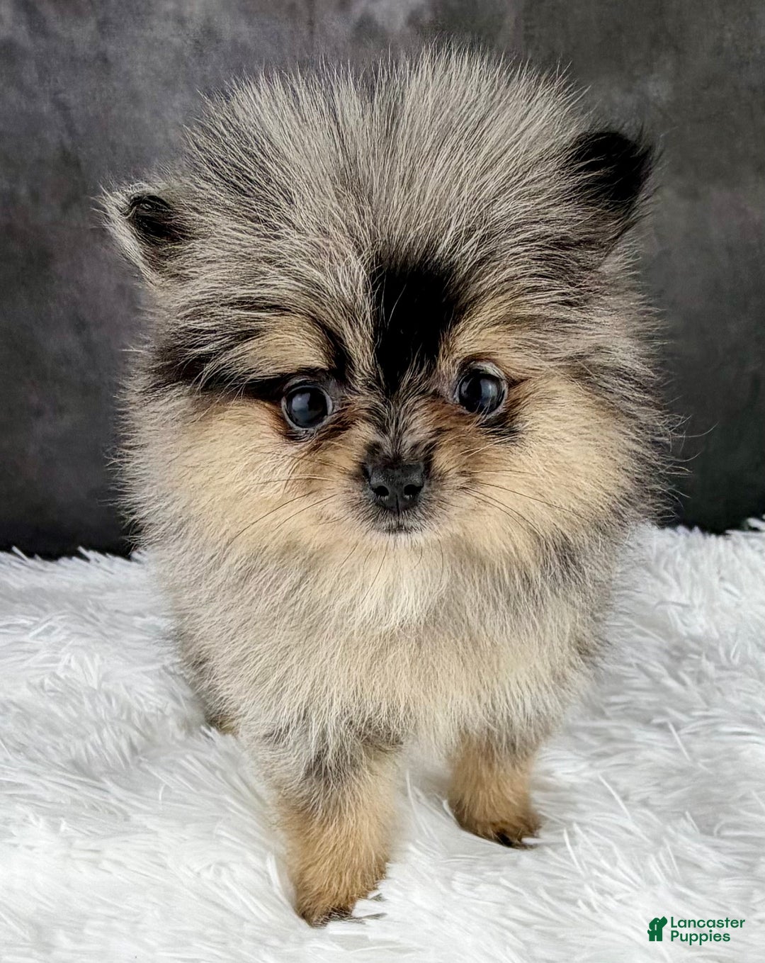 Pomeranian dogs for sale: Grace AKC - Ad 6