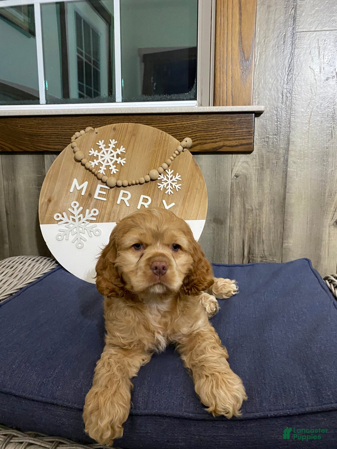 Cocker Spaniel dogs for sale: Ike - Ad 4