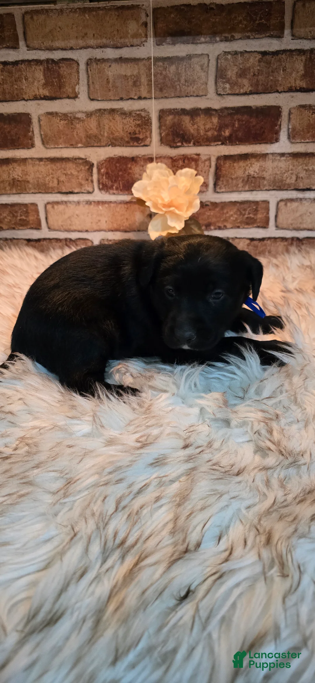 Mixed Breed dogs for sale: Shadow - Ad 2