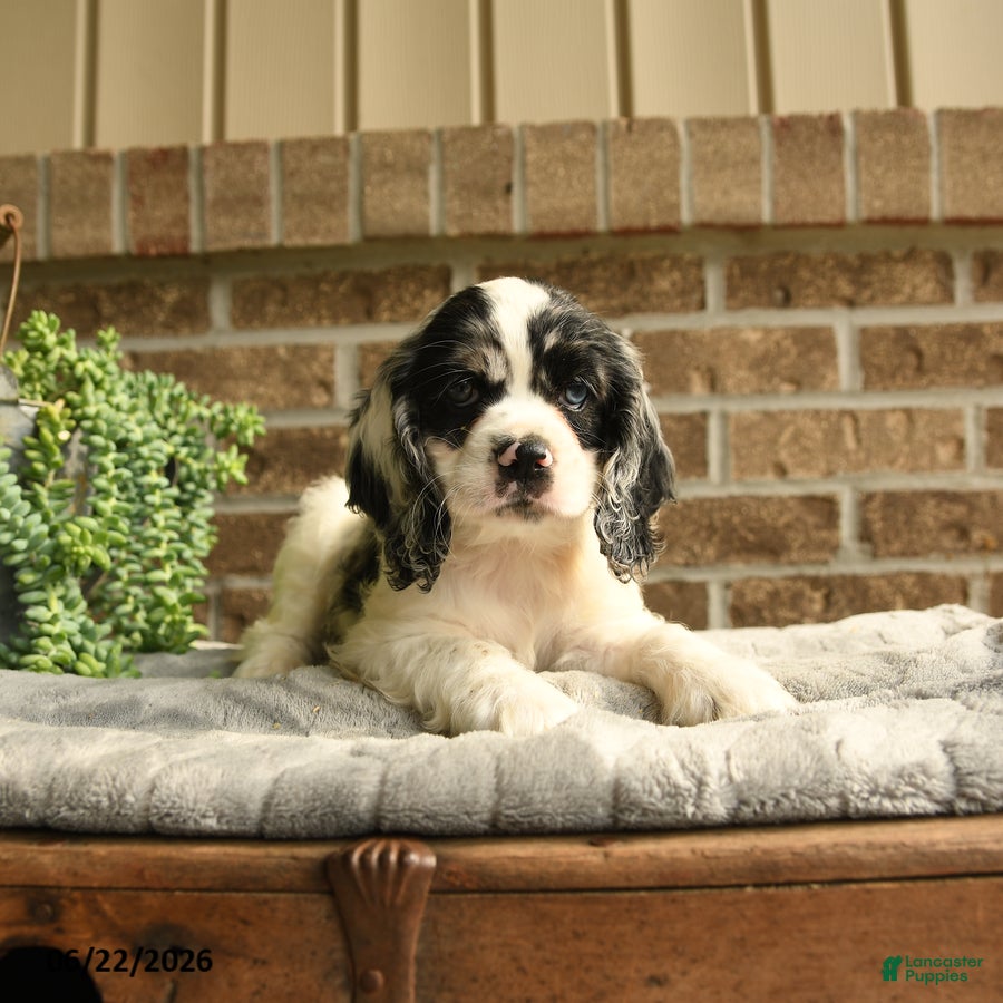 English Cocker Spaniel dogs Caroline - Ad 1