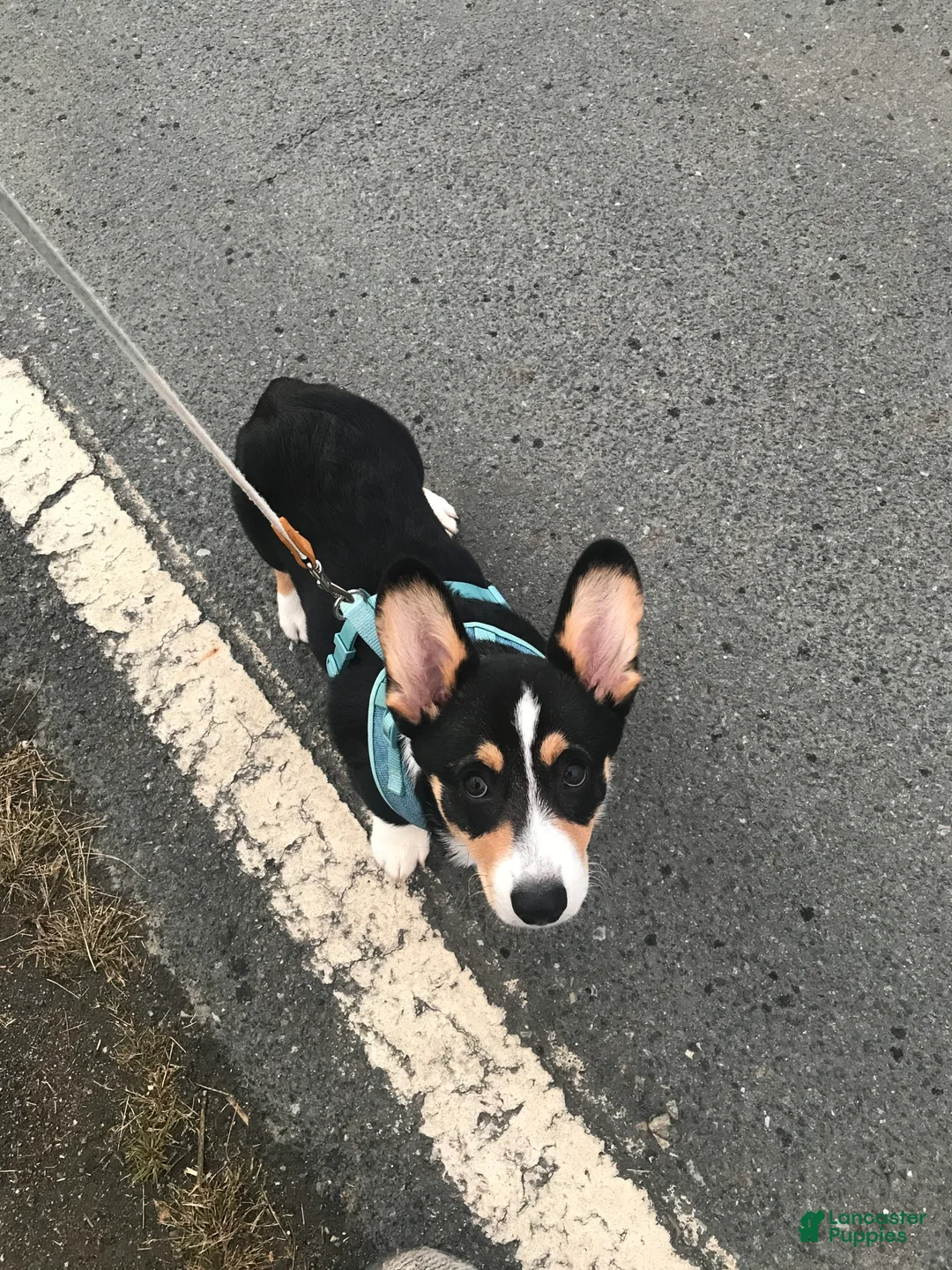 Gallery Image {{count}}