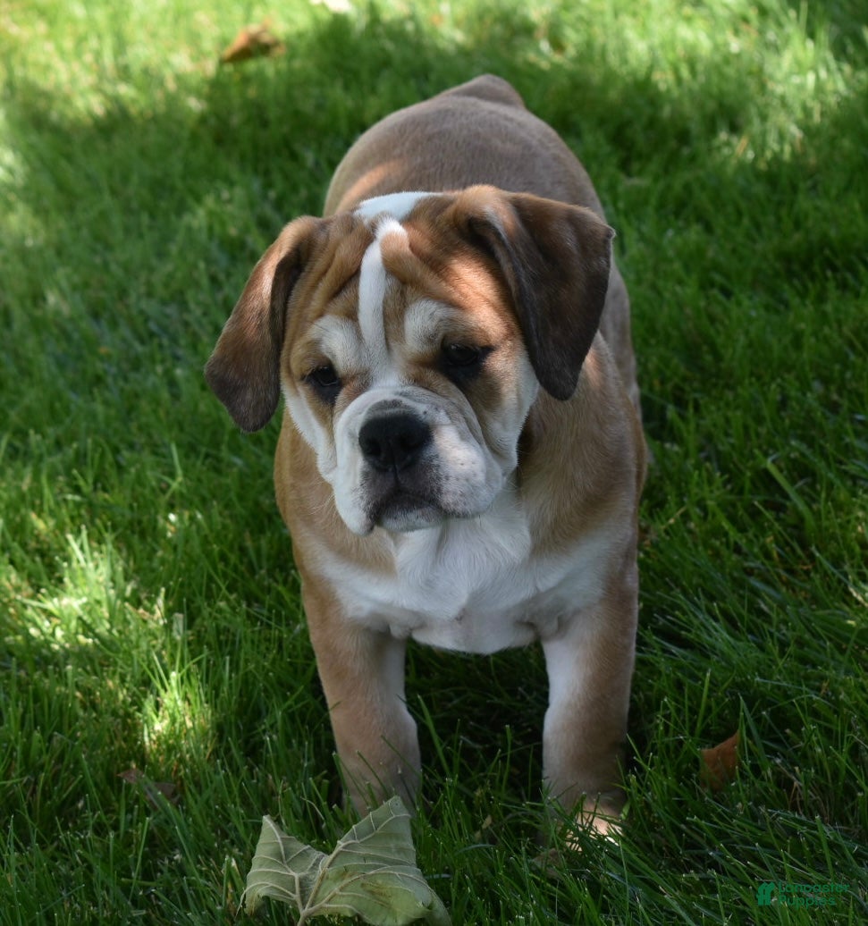 Beabull dogs Trixie  - Ad 2