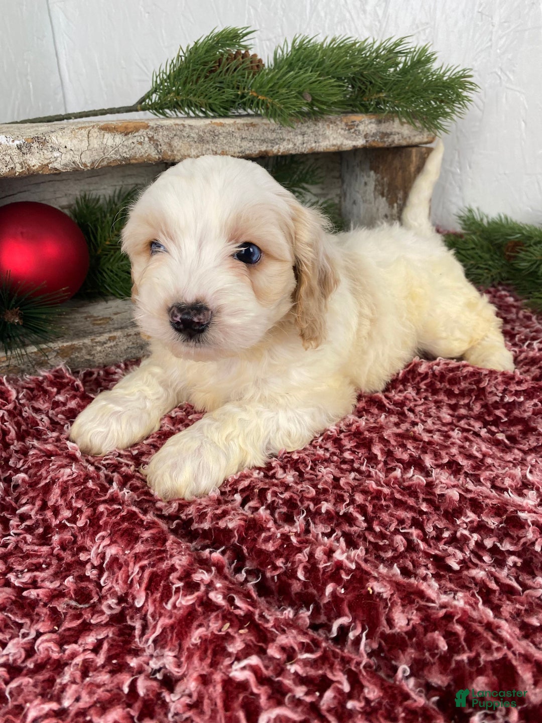 Cockapoo dogs for sale: Milo - Ad 10