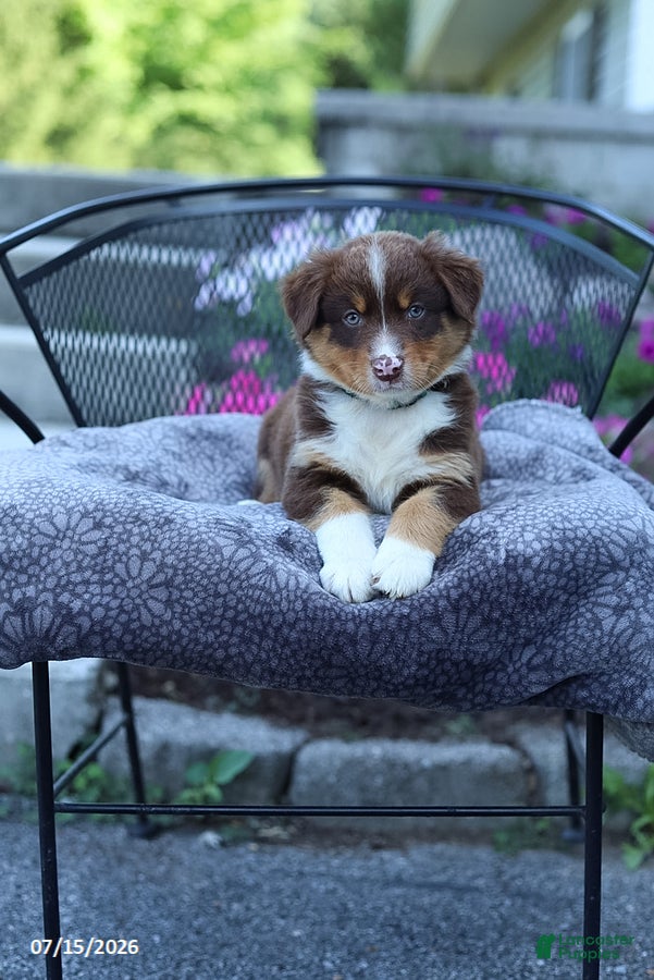 Australian Shepherd dogs Rusty - Ad 2