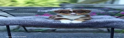 Australian Shepherd dogs for sale: Rusty - Ad 2