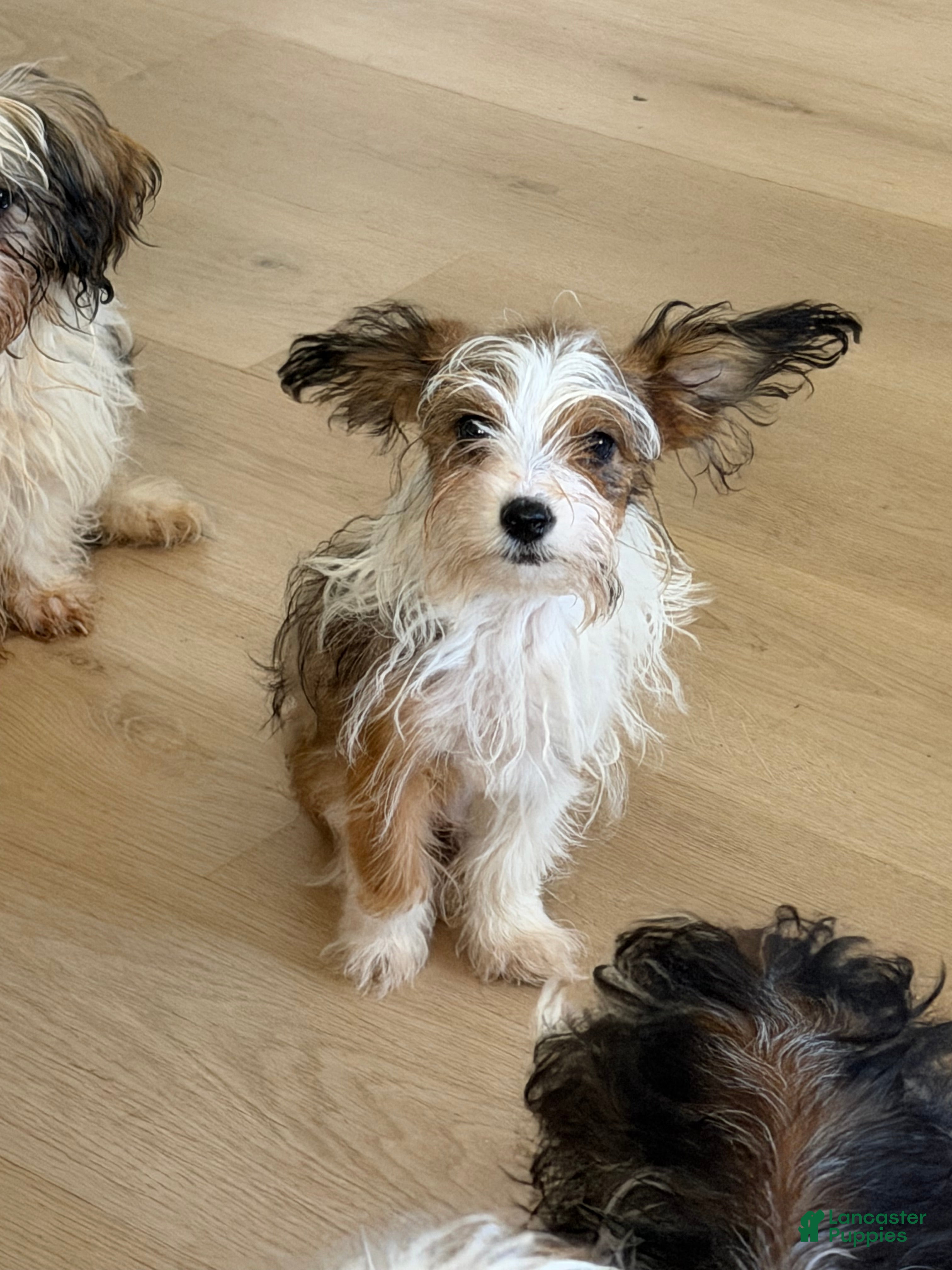 Mixed Breed dogs Mixed Breed 1 - Ad 32