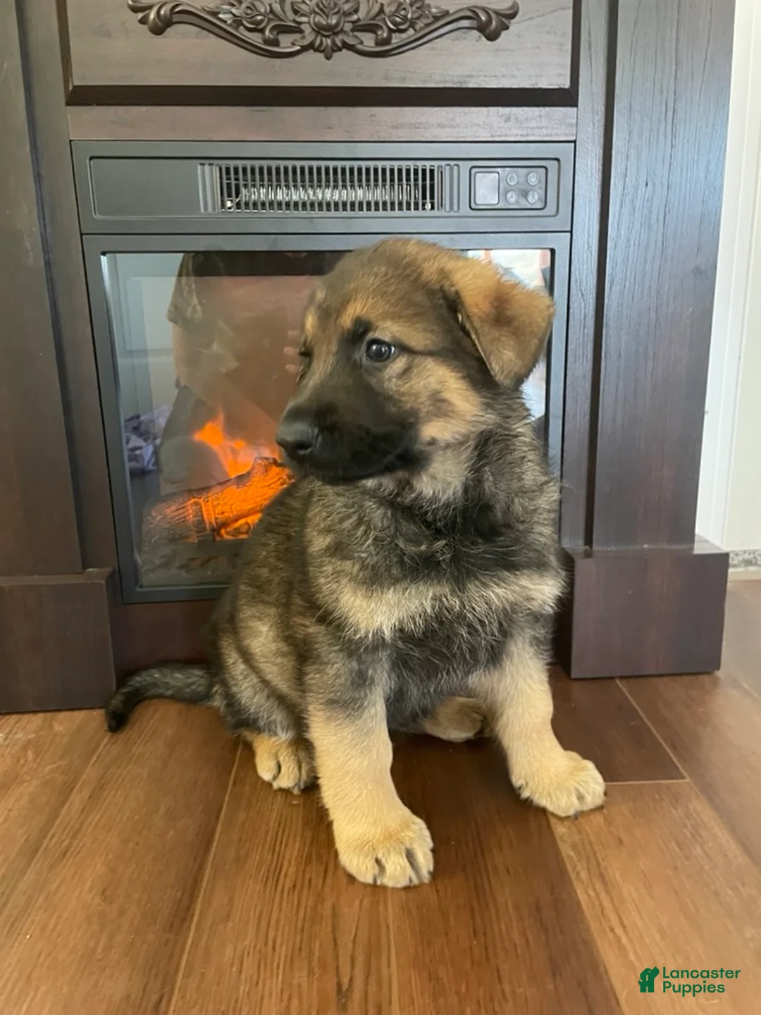 German Shepherd dogs for sale: Cody - Ad 15