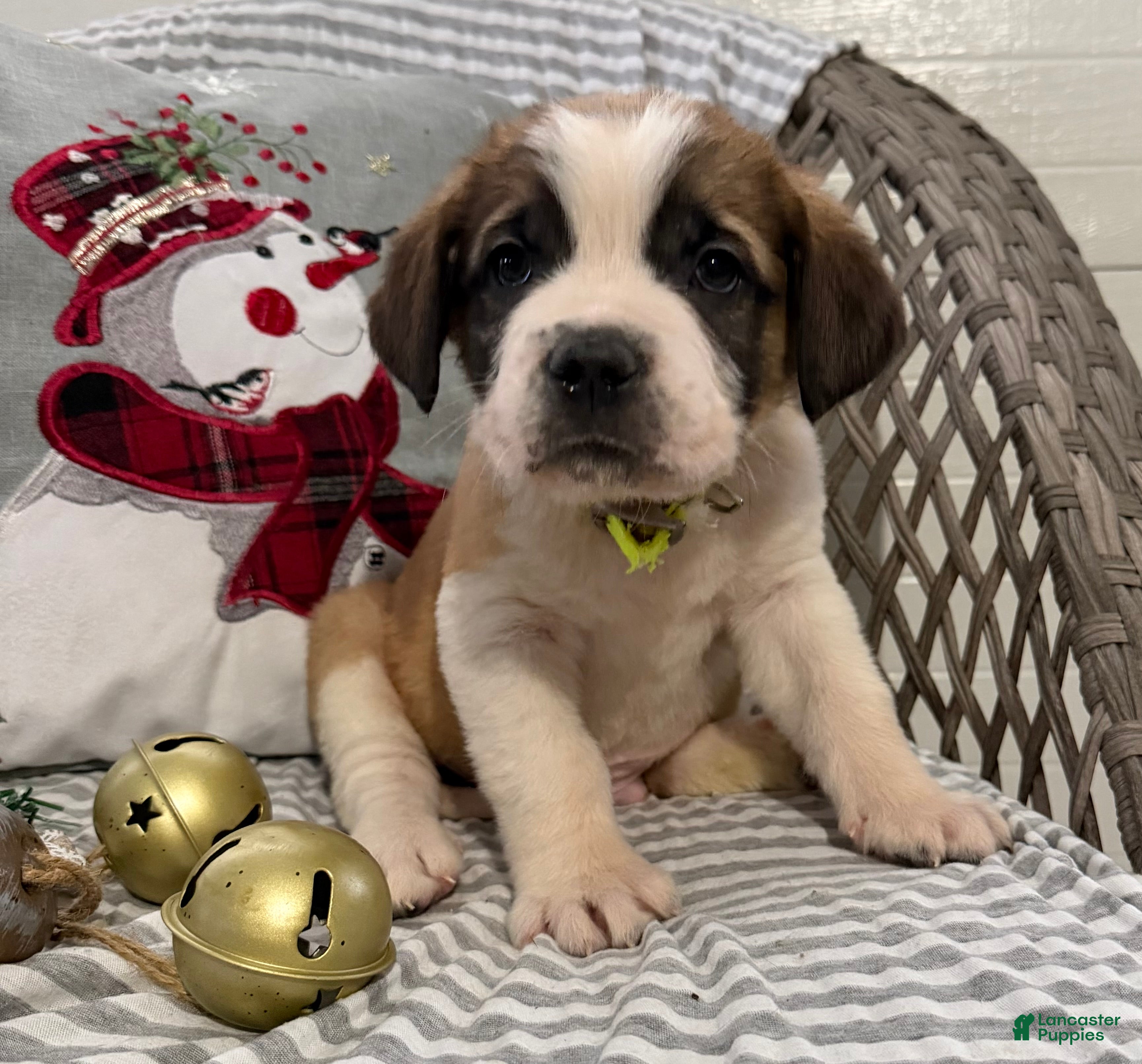Saint Bernard dogs Chevy - Ad 18