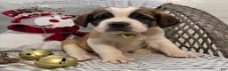 Saint Bernard dogs for sale: Chevy - Ad 1