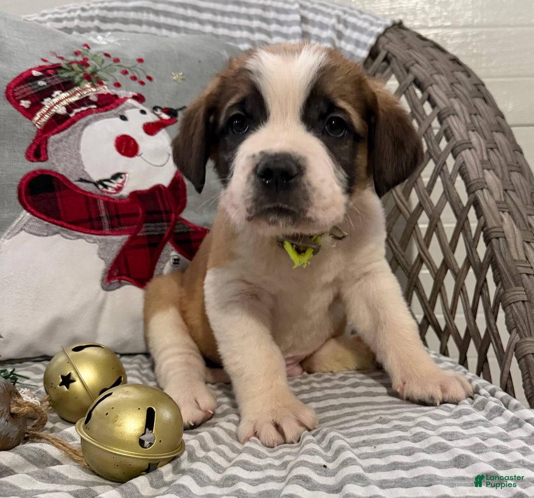 Saint Bernard dogs for sale: Chevy - Ad 1