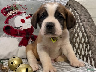 Saint Bernard dogs Chevy - Ad 25