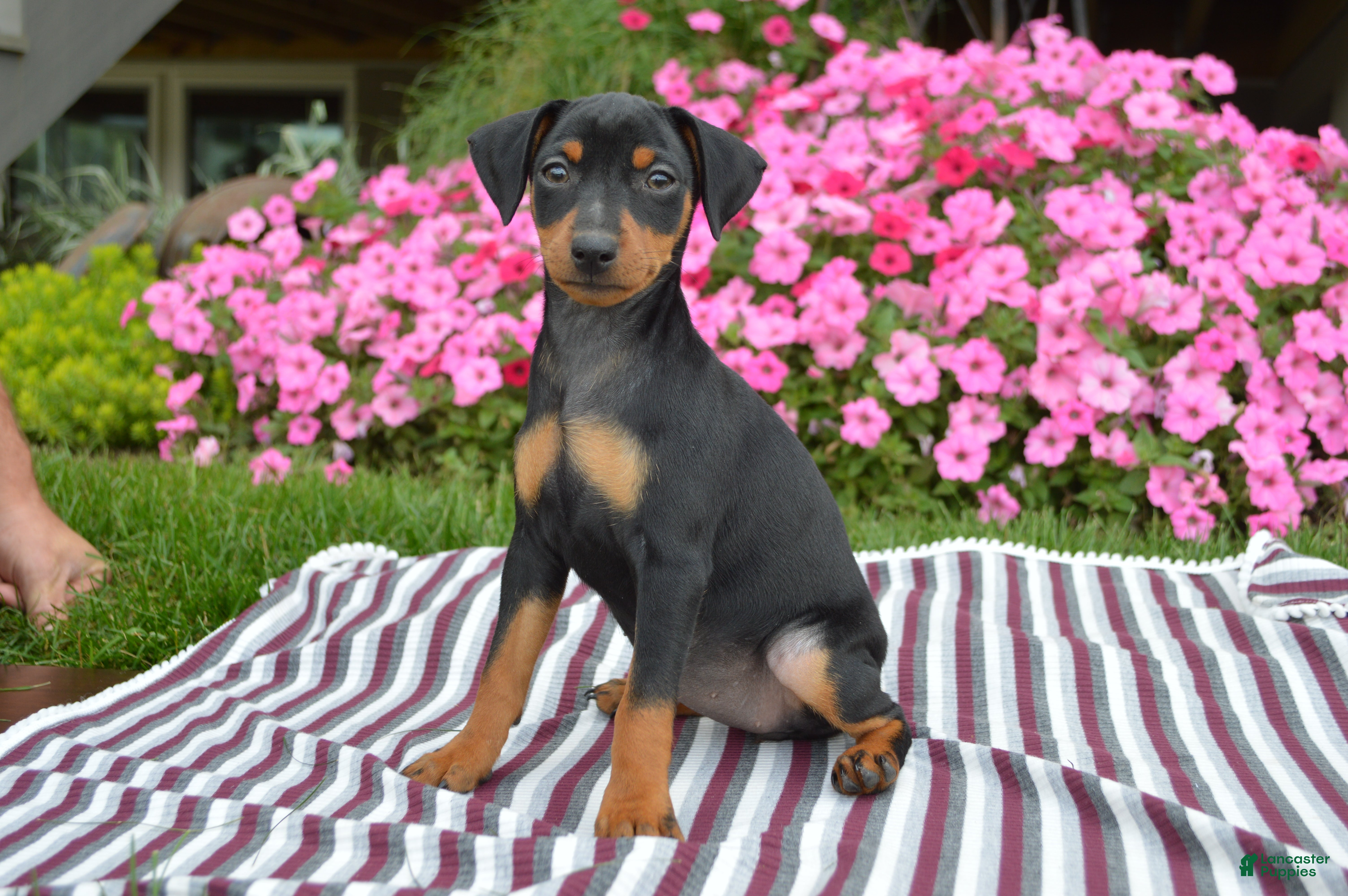 Temperament German Pinscher Puppies For Sale German Pinscher Min
